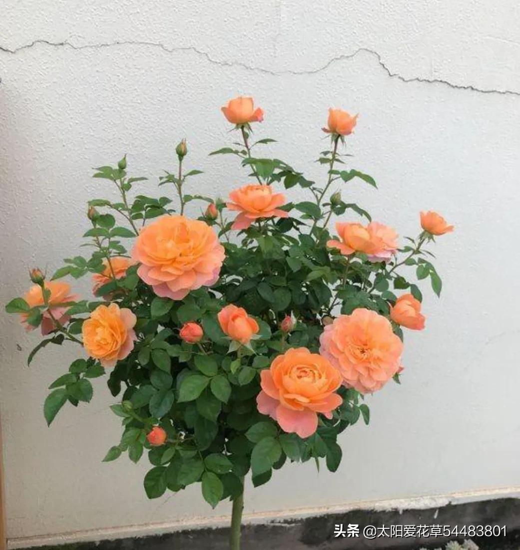 果汁阳台月季优缺点（月季果汁阳台开花香又漂亮）