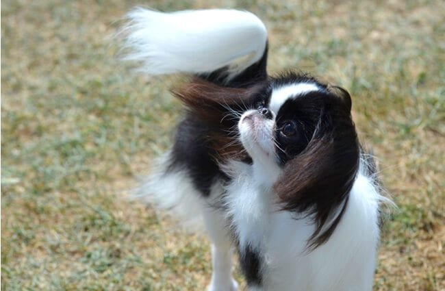 日本狆多少钱一只(脾气暴躁但又亲人的小型犬) - 价格百科