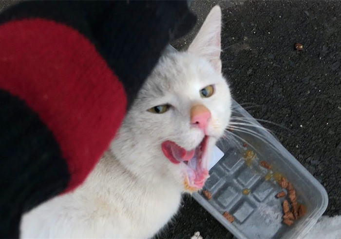 养猫又出幺蛾子，猫咪补锰可别喂动物毛发，注意爱猫肠梗阻