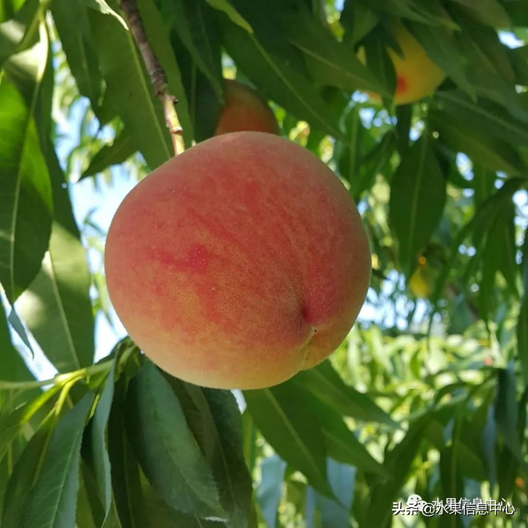 水蜜桃季节是什么时候（常见水蜜桃产地品种及上市时间）