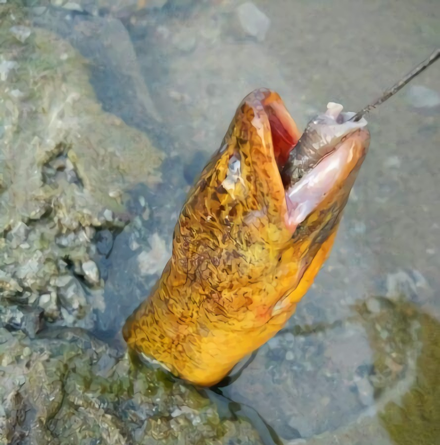 在农村捉黄鳝,掌握这3个技巧,一逮一个准