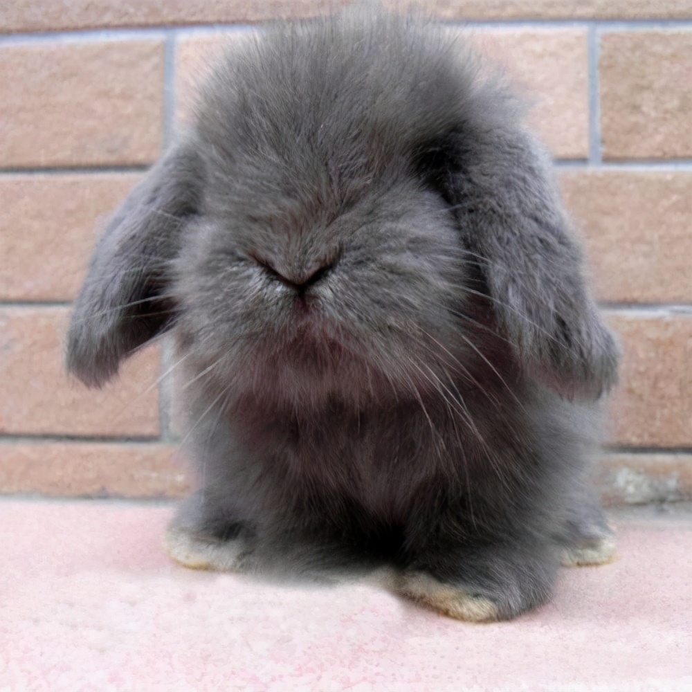 垂耳兔怎么养养垂耳兔要注意什么