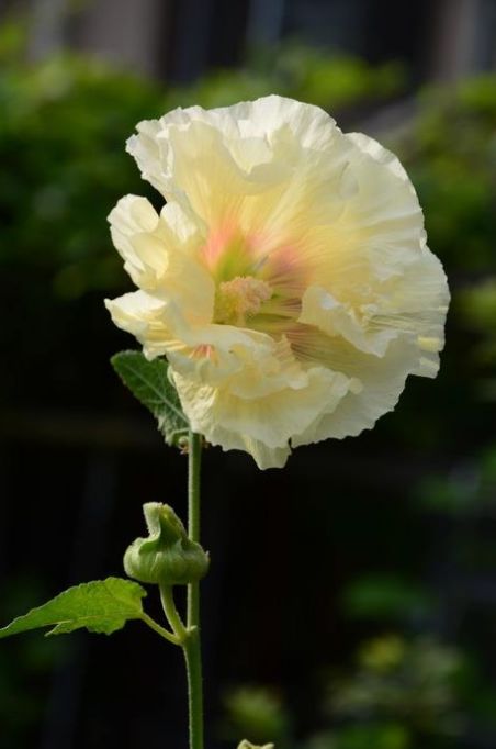 「诗词鉴赏」蜀葵花开 盛艳天地—古诗词里的蜀葵花