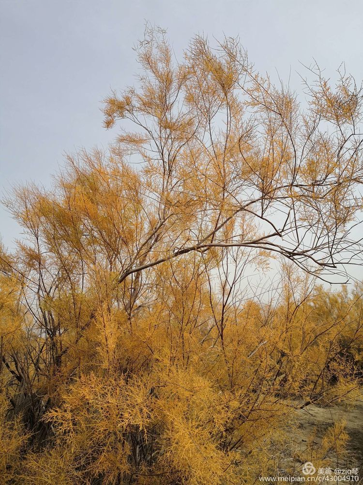 2019西北行｜胡杨：生而千年不死，死而千年不倒，倒而千年不朽