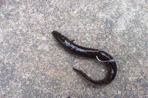 泥鳅打窝钓翘嘴的方法（三个要领教你泥鳅打窝钓翘嘴）