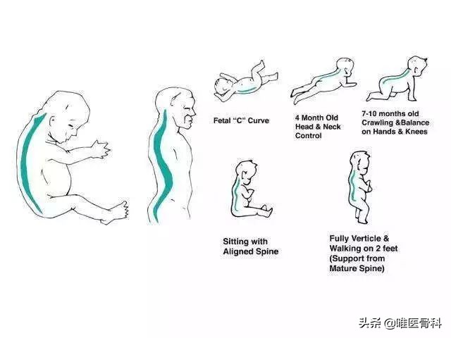 0到1岁前后，是宝宝脊柱发育的黄金阶段，千万别疏忽大意