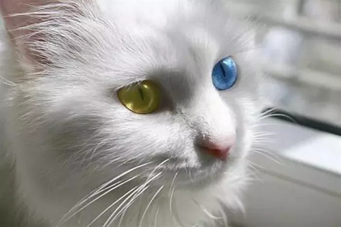 一只狸花猫在国外能卖上万元,你还觉得中华田园猫不值钱吗?