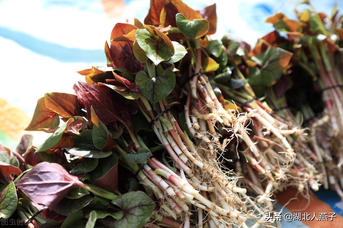 39种野菜图片，教你认识不同的野菜和吃法，你想要的野菜这里都有