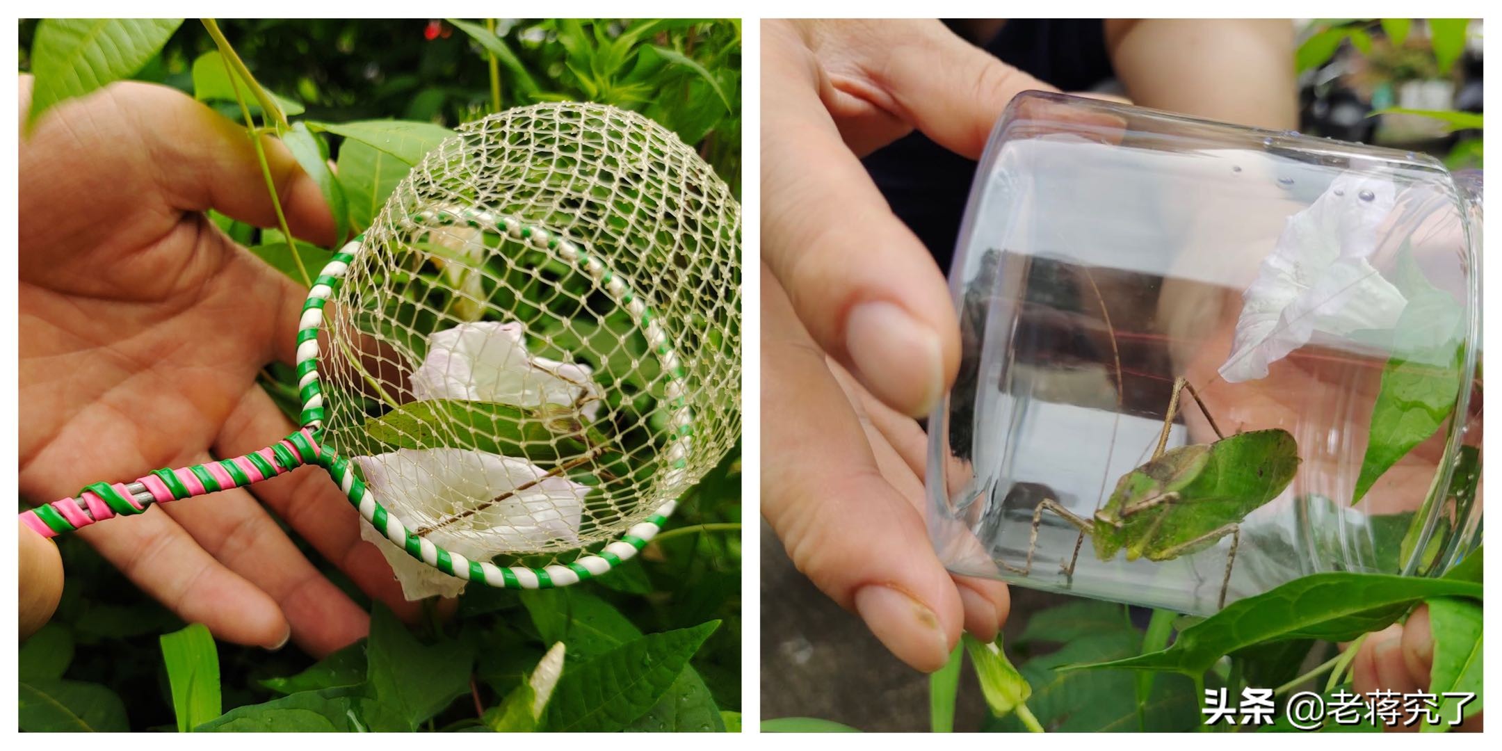 纺织娘是什么昆虫纺织娘简介