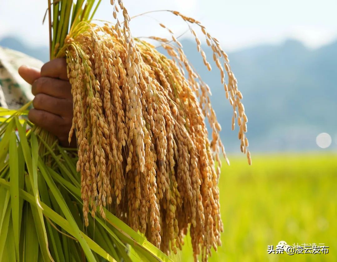 【古府墨香】凌云:最美丰收季,沙里收割忙