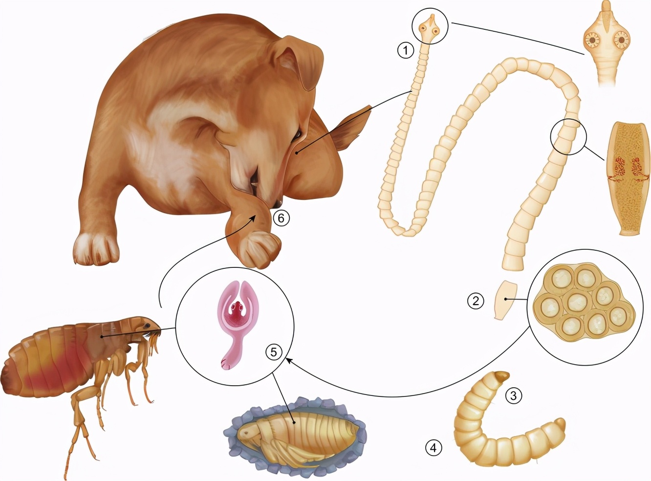 猪肉里面的寄生虫图片(10米绦虫) - 赤虎壹号