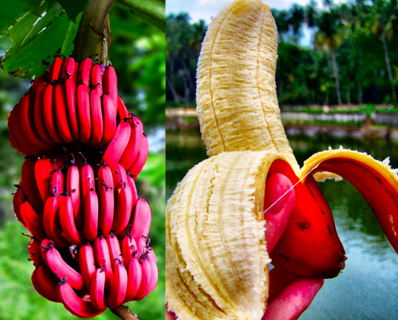 当水果改变了一种颜色时，红香蕉，紫土豆爱，看黑苹果：有毒吗？