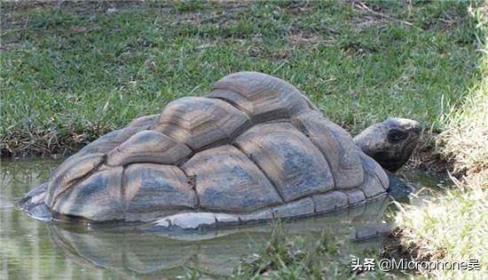 黄河中捕到一只身上有字巨龟，渔民准备放生，可是专家却说不成