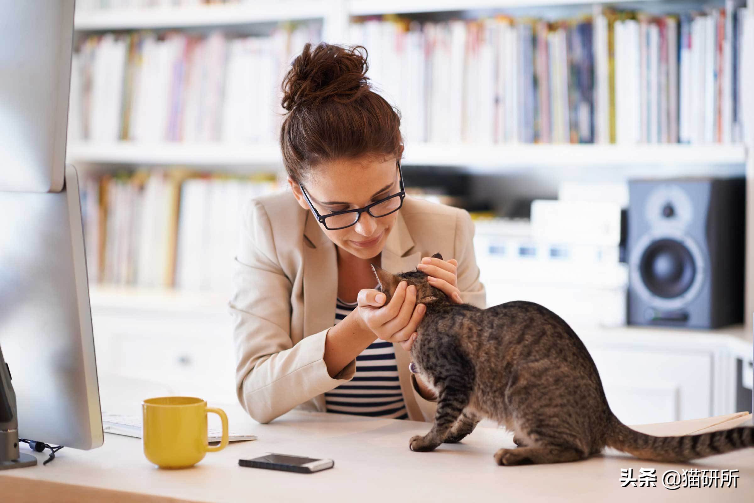 强行给猫喂药它会恨你吗(对猫家暴之后，十分后悔，该如何挽回我俩的关系啊？)