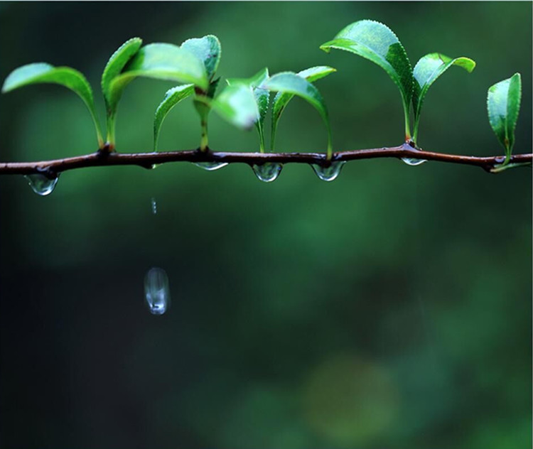 赏一场春雨，品一盏清茶