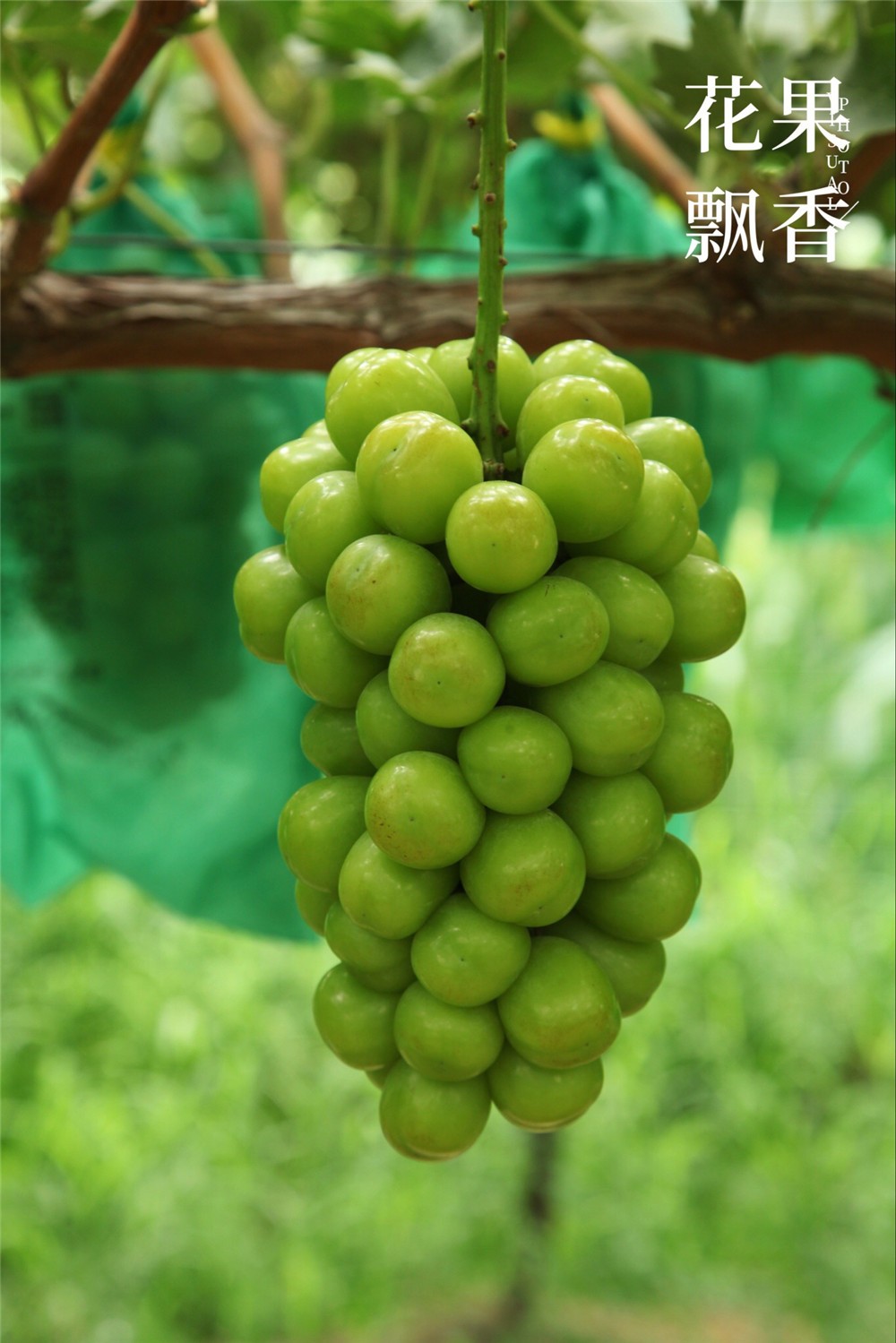那个五亩阳光玫瑰换一辆大奔的人今年又在市区买房了