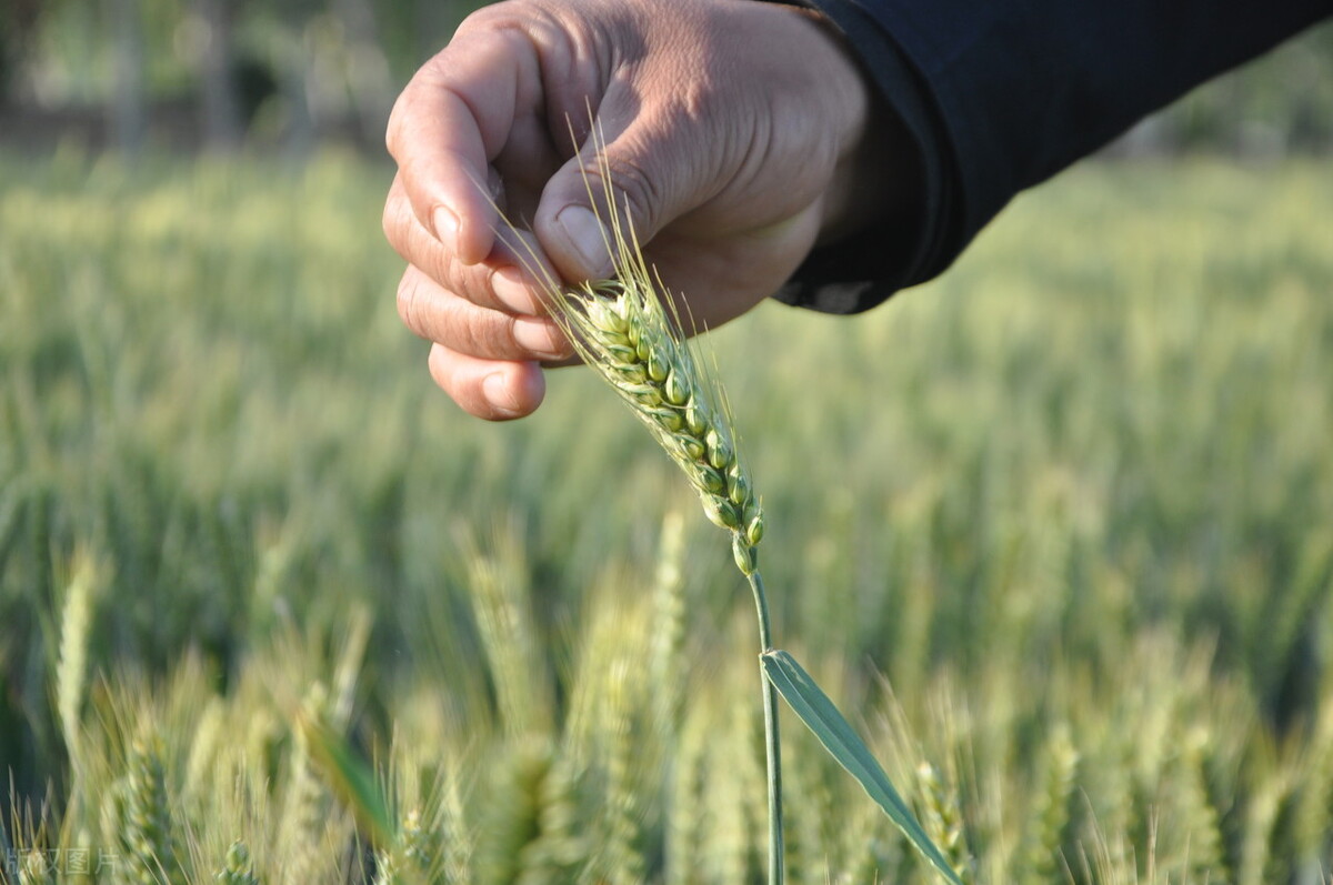 明日小满，这3菜1汤要收藏，荤素搭配营养丰富易消化，高考前多吃