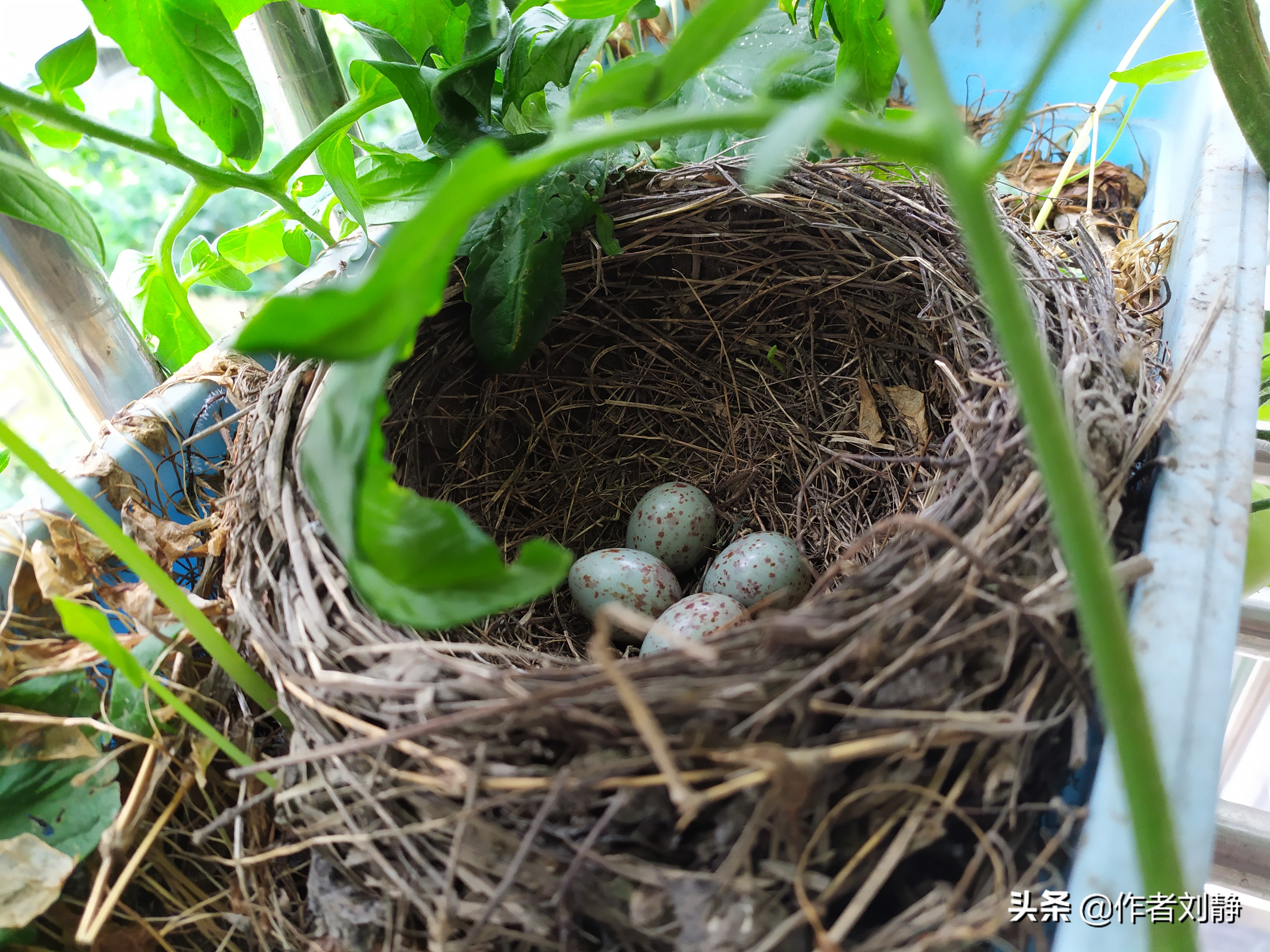 今日窝里依然是四枚蛋,看起来传说被打破了,最终也只有四枚蛋了.