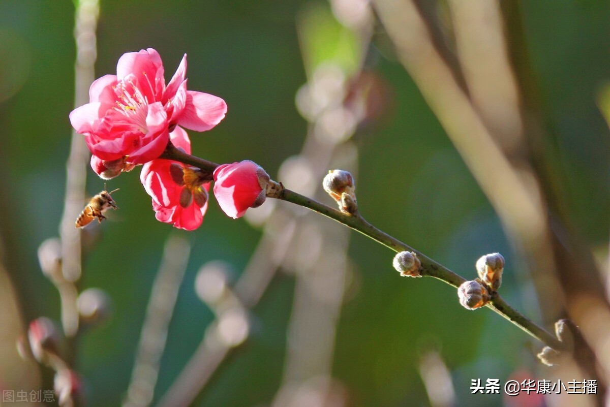 古诗《春晓》原文注释，译文赏析 附：《跟康爸学古诗》朗诵视频