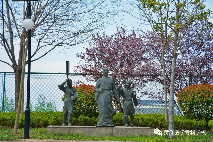 菏泽医学专科学校牡丹，又是姹紫嫣红开遍