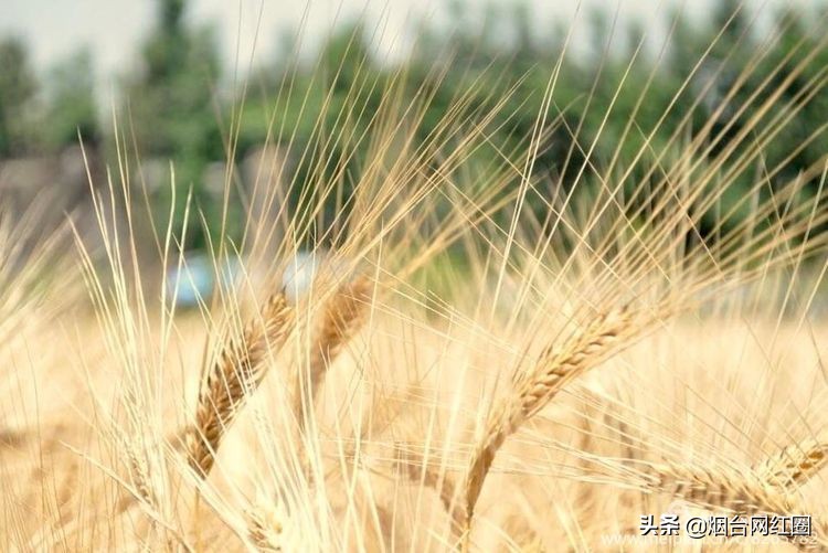 人们常说"三夏"大忙季节，即指忙于夏收、夏种和春播作物的夏管。