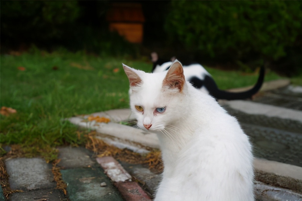 猫咪有时回头看你，并不是随意而为，而是想说这几句话