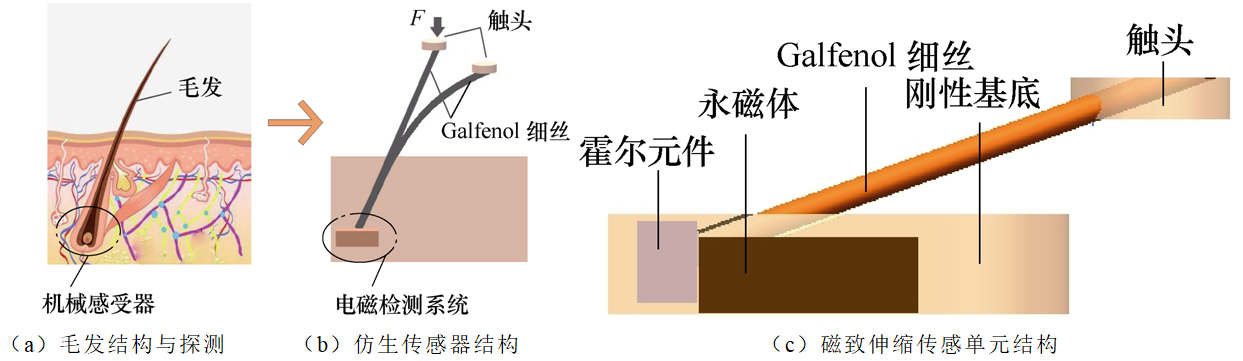 模仿動物毛發(fā)的觸覺機理，中國科學(xué)家設(shè)計出靈敏度更高的傳感器