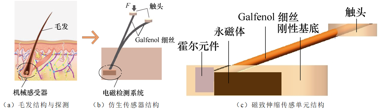 模仿动物毛发的触觉机理，中国科学家设计出灵敏度更高的传感器