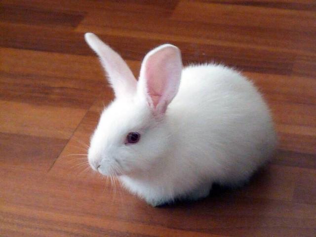 购买刚断奶的幼兔培养种兔，便宜又实惠，事实真是如此吗？