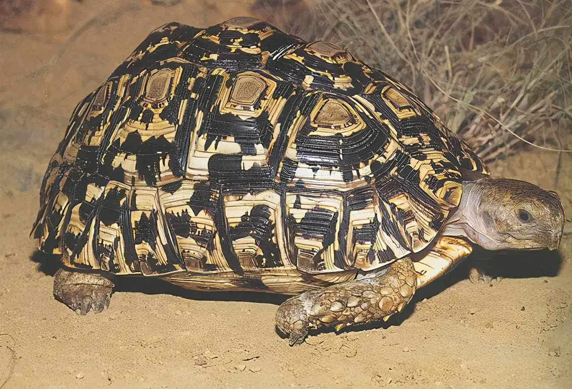 乌龟的种类图片及名称（乌龟的品种图片）