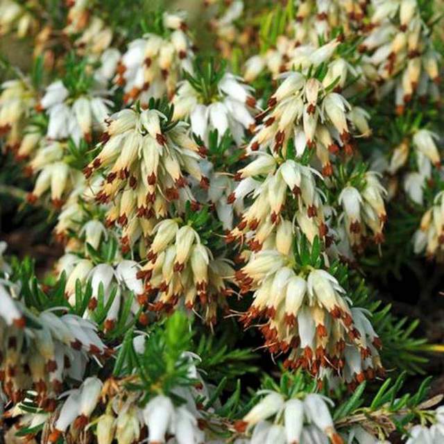 3月15日花语:款冬蒲公英,生日花语早熟_达一风水网