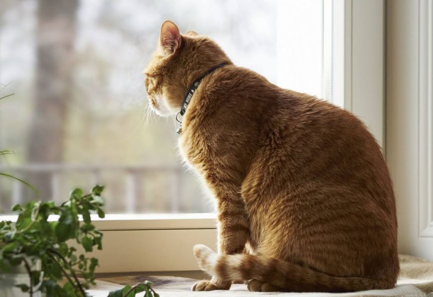 猫咪的一生，你家猫处于哪个年龄阶段？