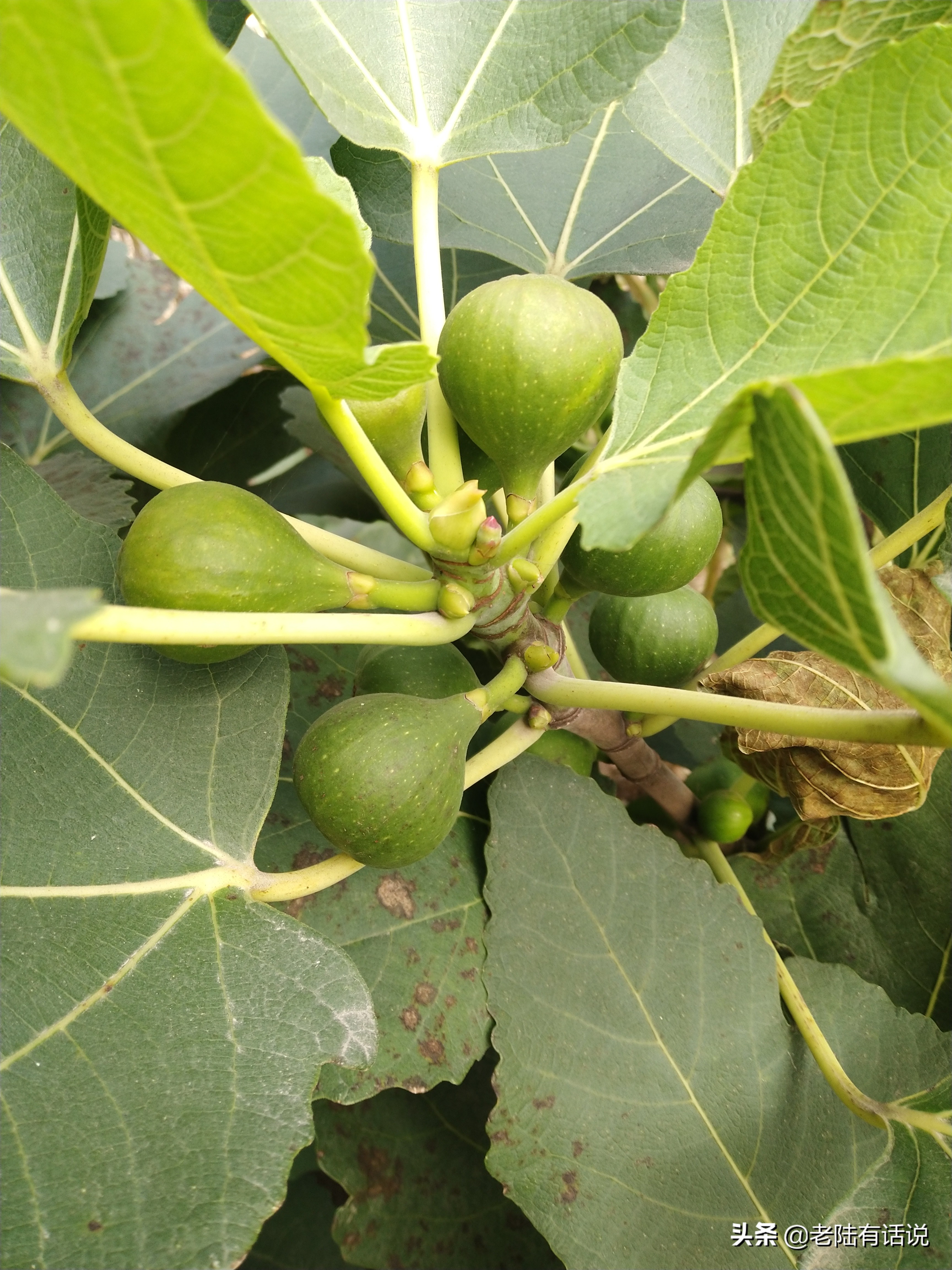 我的城市小菜园，我的田园之梦，金秋收获绿色食品