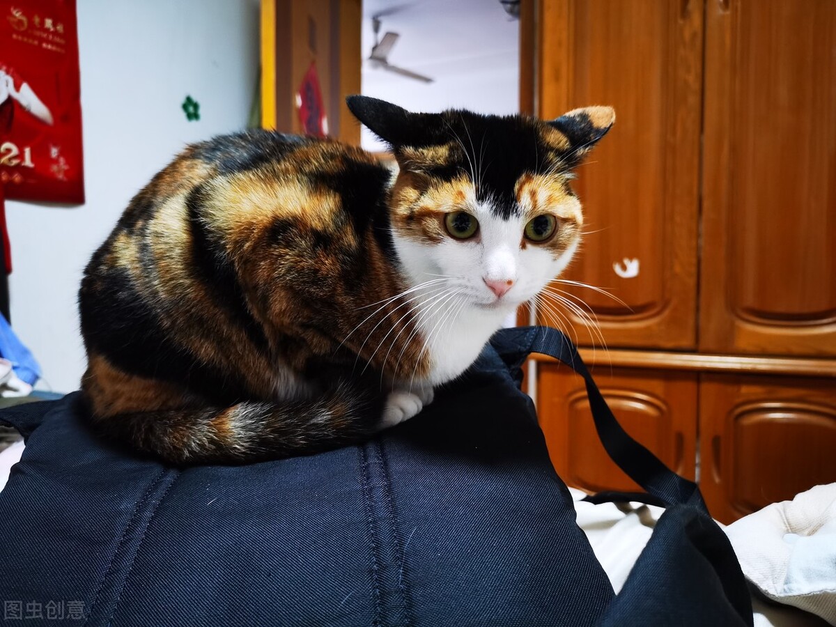 猫经常挠人、咬人？我根据原因，总结了5个纠正的方法