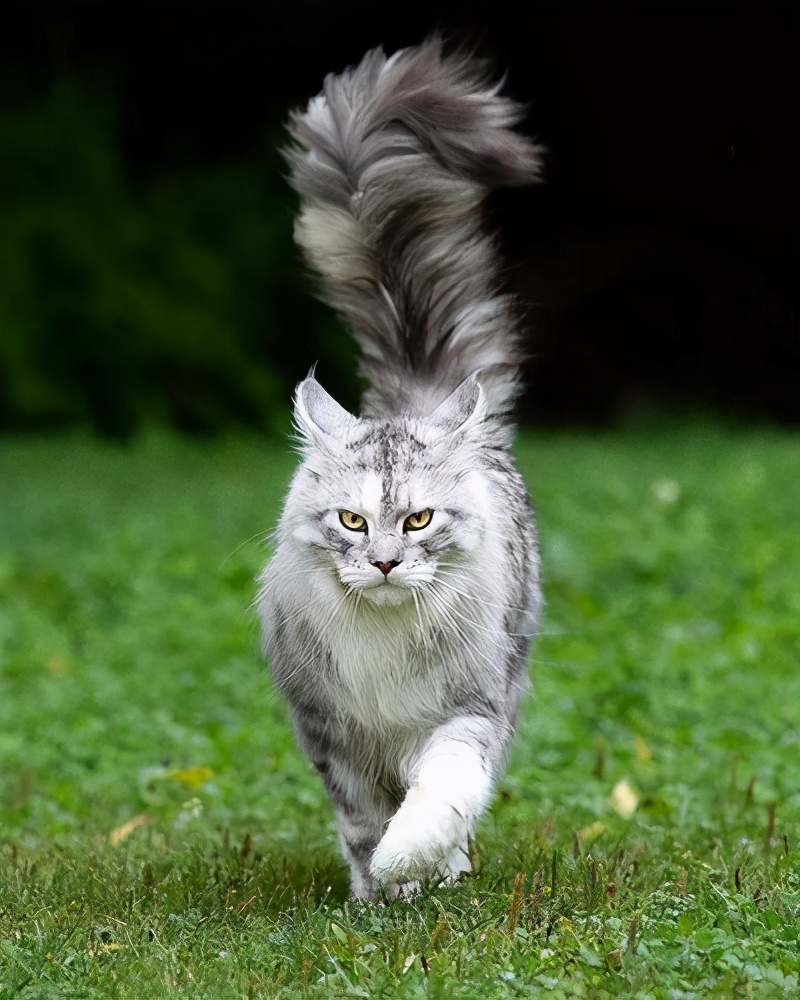 缅因猫能吃吗（世界上最能吃的猫咪非他莫属）