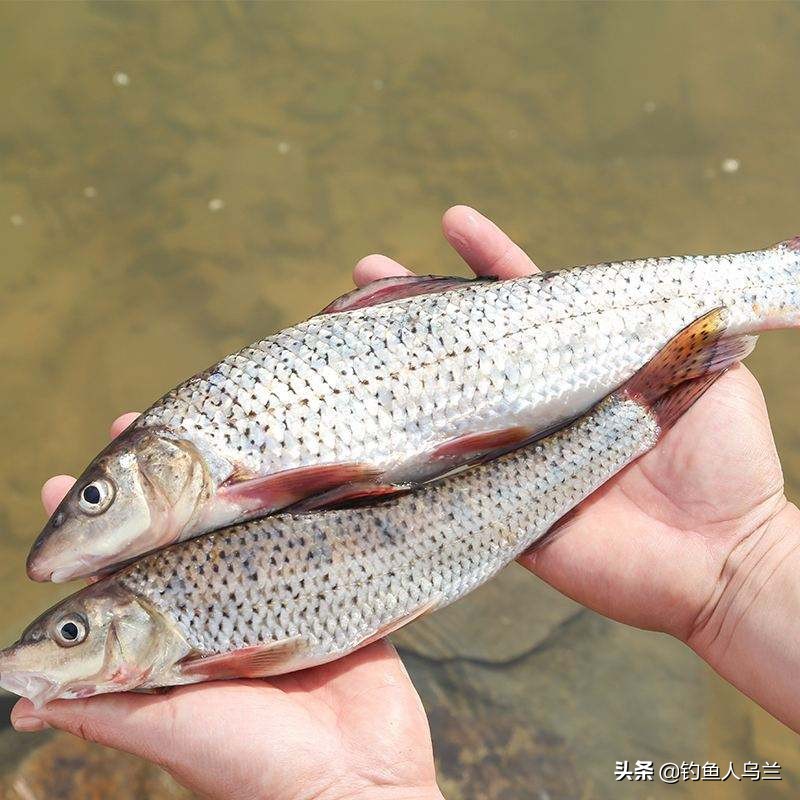 它被称为:花姑娘鱼,难点在于钓法,详解野钓稀缺鱼种——花鮕