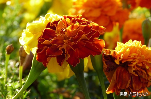 菊花的花语是什么（不同品种的菊花花语千万别送错了哦）