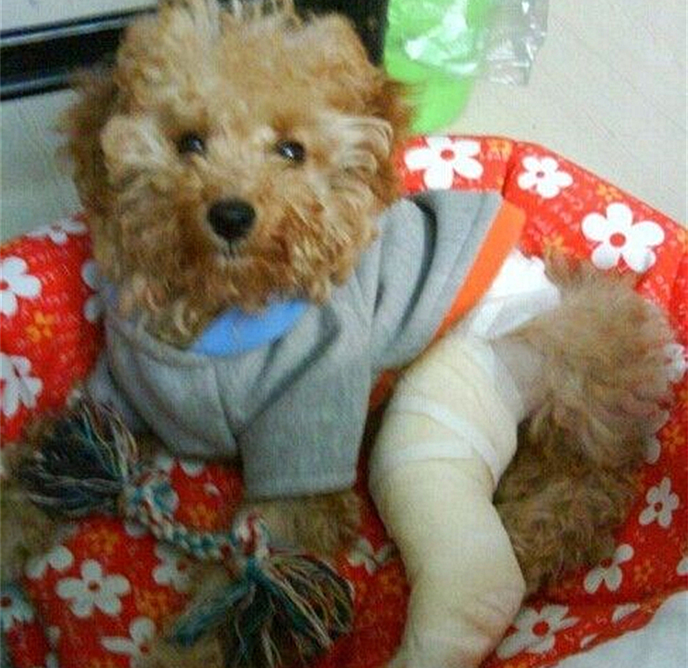 狗狗骨折仅做固定就可以？殊不知矫正与康复训练才能避免长短腿