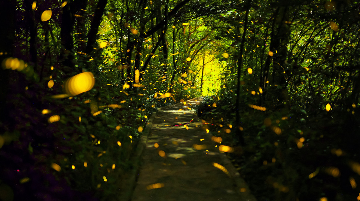 乡土散文:夏夜流萤