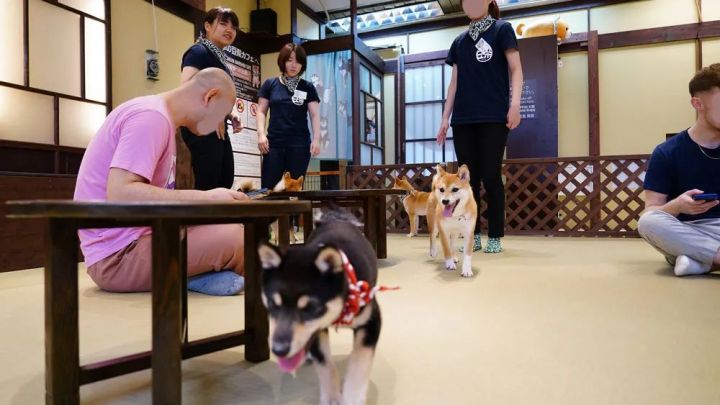 揭开日本人的“脱鞋文化”，这些脱鞋的场合你都知道吗？