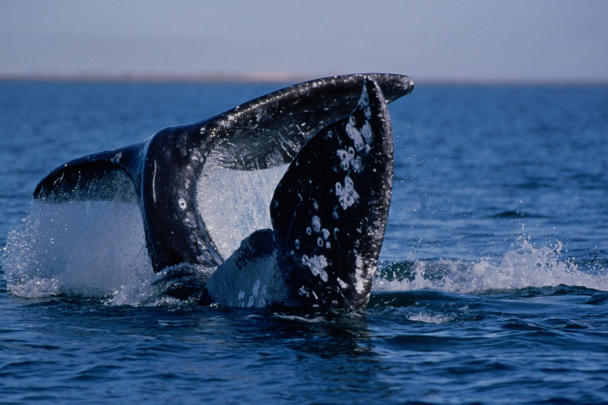 鲸鱼属于鱼类吗?为什么 -生活知识库-动动脑