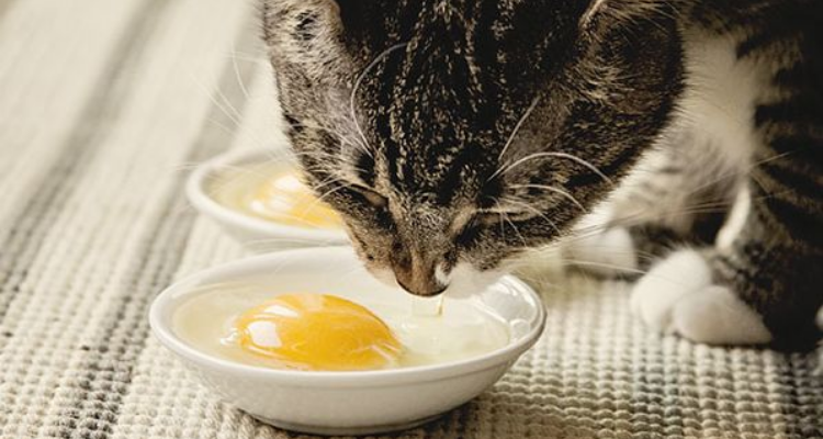 猫能吃虾吗（6种对于猫咪来说是人间美味食物）
