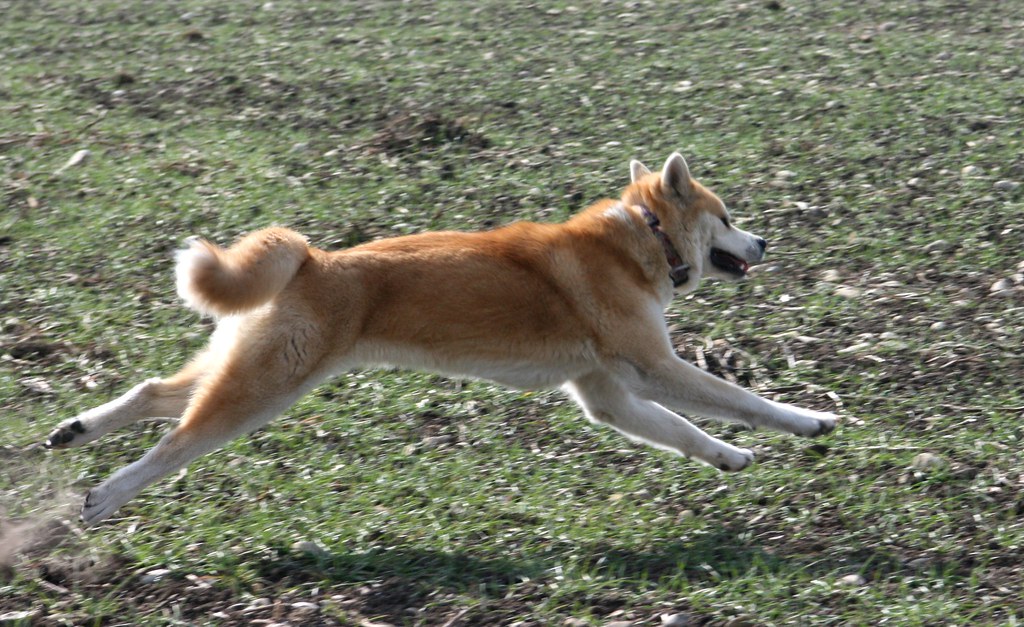 秋田犬好养吗调皮吗（秋田犬的优点和缺点）