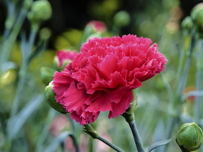 康乃馨一年开几次花(阳台种植康乃馨的方法)