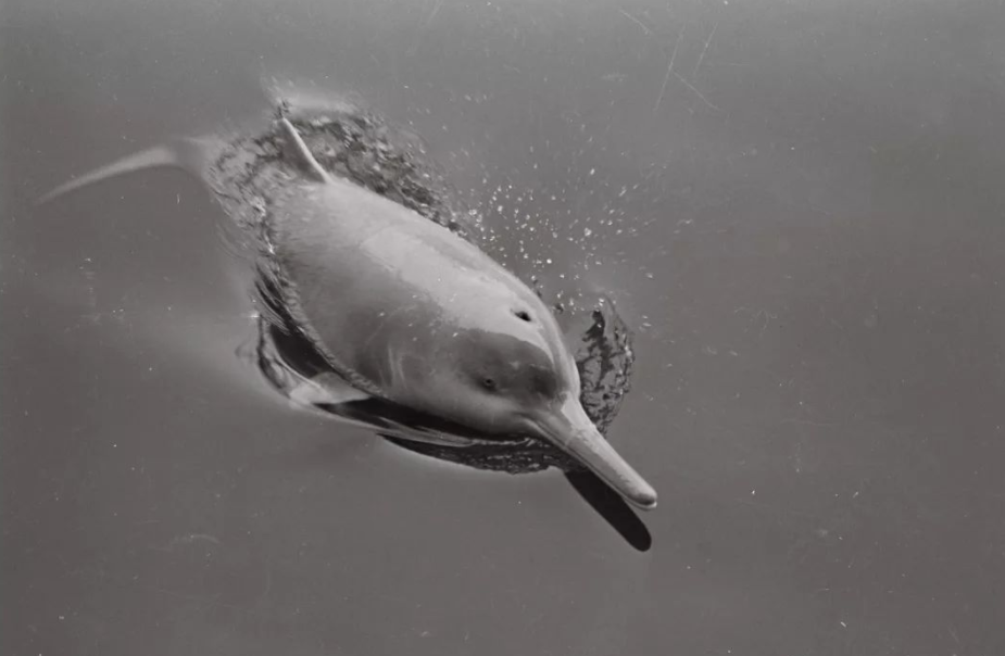 白鳍豚灭绝了吗中华白鳍豚是否灭绝有多少只