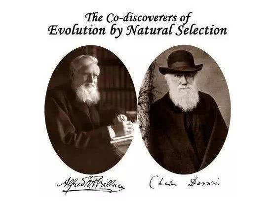 进化论是谁提出的，达尔文和华莱士是谁先提出进化论的？