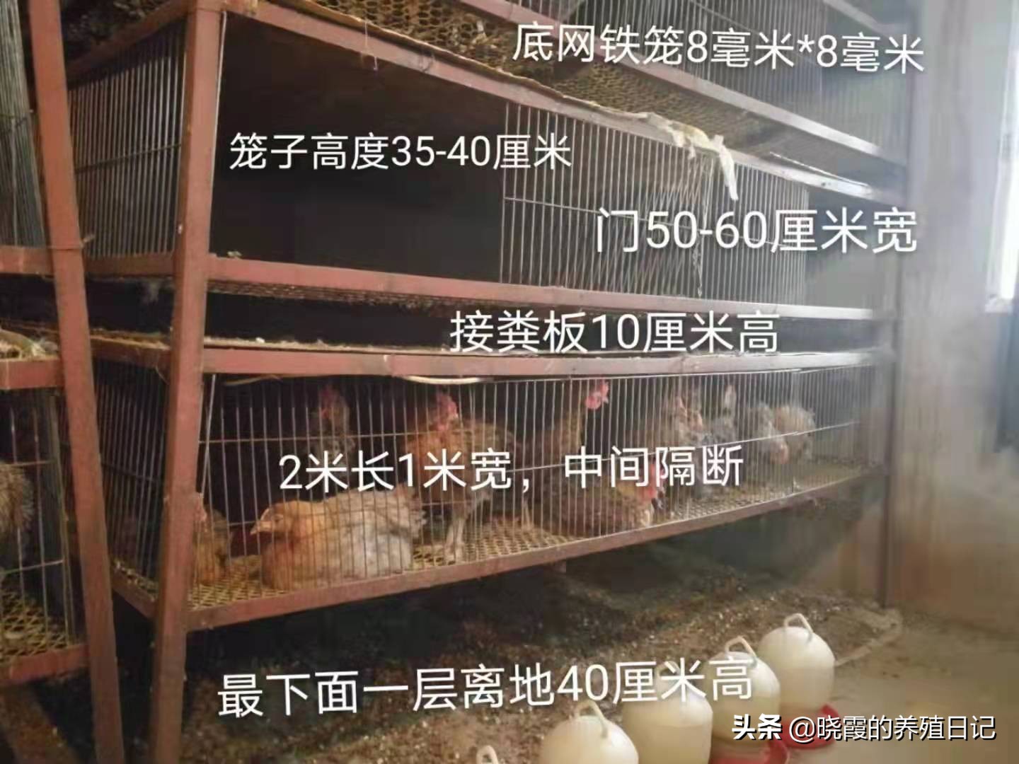 散養雞技術,