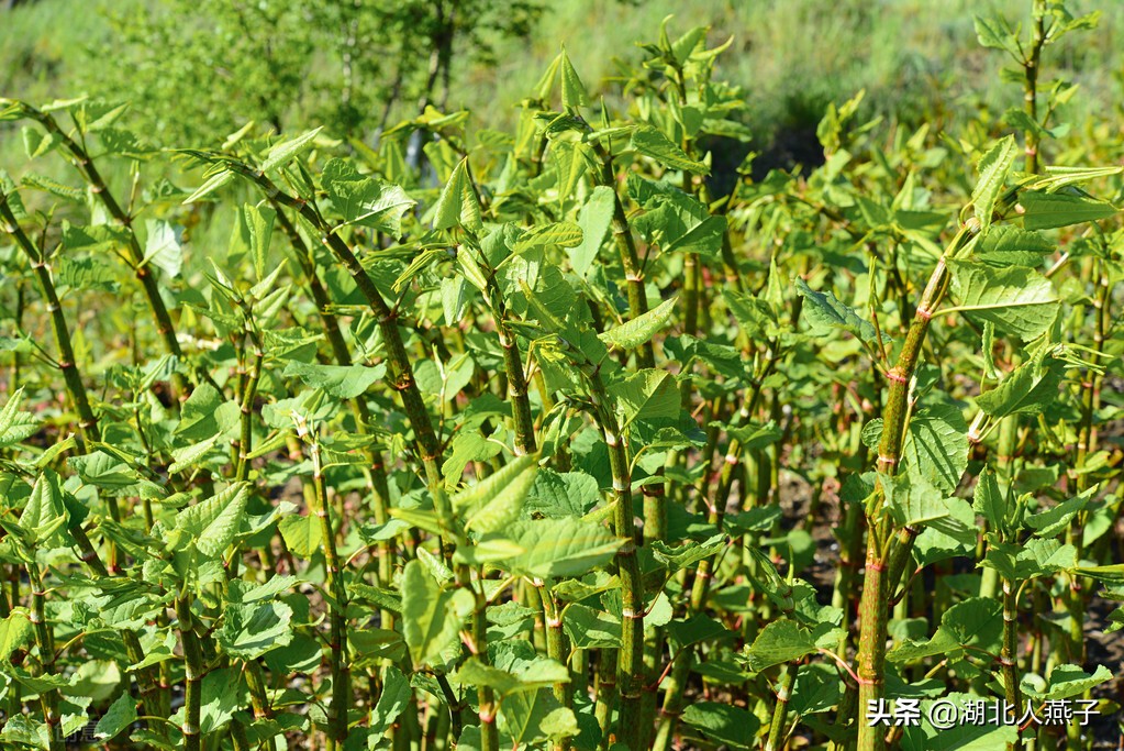 39种野菜图片，教你认识不同的野菜和吃法，你想要的野菜这里都有