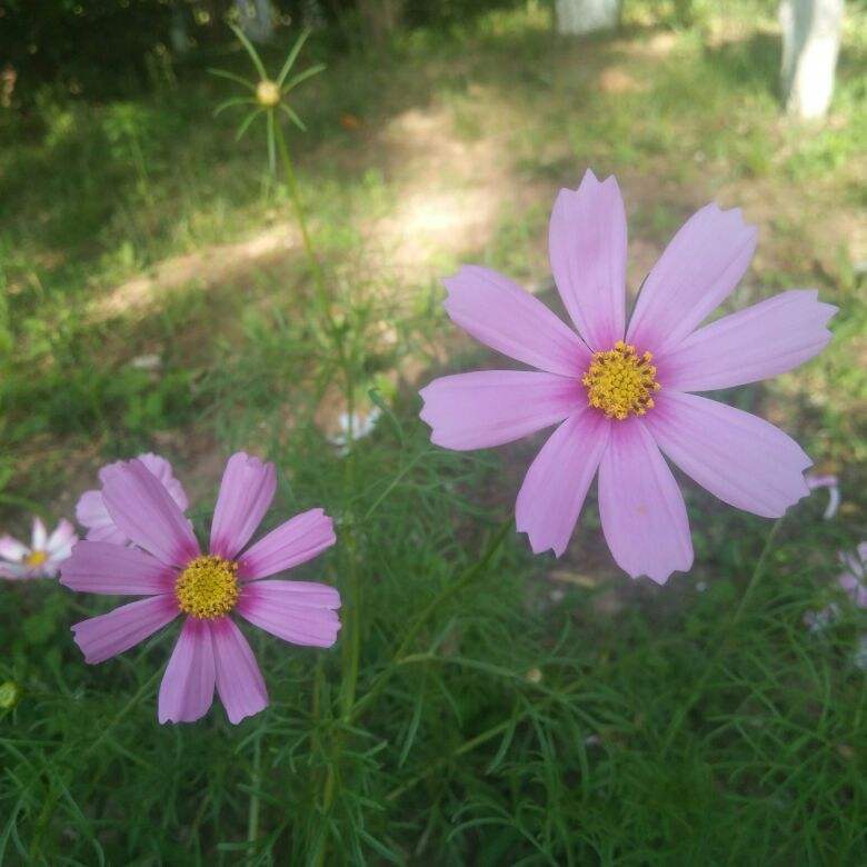 常见100种花卉图片（100种常见花图鉴非常详细）