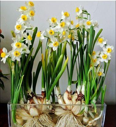 春晚观众席的水仙花寓意春晚为什么放水仙花